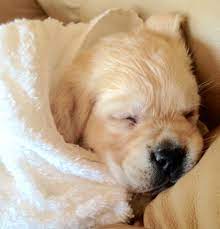 Find a labrador dogs sale on gumtree, the #1 site for dogs & puppies for sale classifieds ads in the uk. Beloved Labs Llc English Labrador Puppies Labs For Sale In Minnesota Mn With Akc Champion Bloodlines