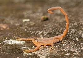 The arizona bark scorpion (centruroides sculpturatus, once included in centruroides exilicauda) is a small light brown scorpion common to the sonoran desert in the southwestern united states and northwestern mexico. Arizona Bark Scorpion Phoenix Pest Control And Exterminators
