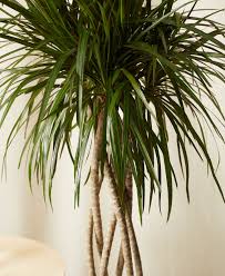 In addition to being exceptionally easy to maintain, propagating dracaena plants is also quite simple. Dracaena Marginata Open Weave Bloomscape