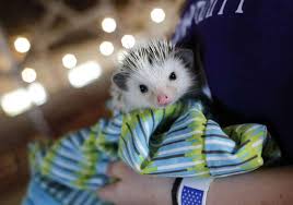 Our Favorite Animal Photos of 2018