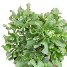 Curly Leaf Jade Plant In 2021 Jade Plants Jade Plant Care Crassula Ovata