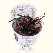 Image result for Hygrophila cataractae