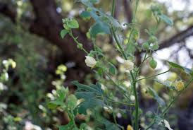 Image result for Abutilon angulatum