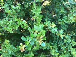 Image result for Cassipourea gummiflua