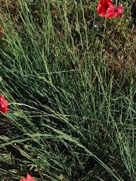 Image result for Enteropogon monostachyos