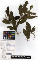 Image result for Antidesma membranaceum