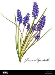 Image result for Hyacinthaceae