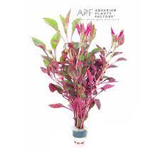 Alternanthera Bettzickiana Red Aquatic Plants Planted Aquarium Plants