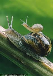 8540450892 49c6302de4 B Animals Beautiful Cute Animals Animals