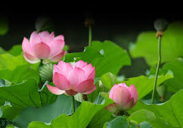 Top 20 Quốc hoa đẹp nhất thế giới và ý nghĩa bí ẩn của chúng - Toplist.vn
