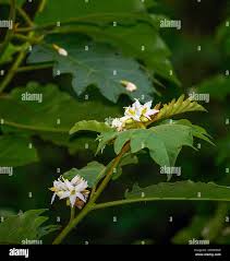 Image result for Solanum chrysotrichum
