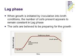 Found On Google From Slideshare Net Microbiology Diagram