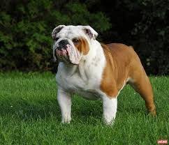 A Bulldog Breed Made For Bull And Bear Fights In England Centuries Ago Average Life Expectancy 8 10 Years Temperament Uysal Bullish Friendly Gregarious W Expensive Dogs Bulldog Breeds Most Expensive Dog