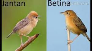 Lolohan burung citruk/cici padi/petik umur 3minggu. Terapi Suara Salome Betina Mp3 Storymusik
