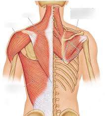 Keep your torso upright and a slight arch in your back as you fully extend your arms at the top. Posterior Back Muscles Diagram Quizlet
