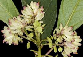 Image result for Polygalaceae