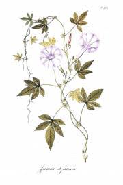 Image result for Ipomoea pes-tigridis