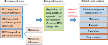Maybe you would like to learn more about one of these? Ezh2 A Novel Target For Cancer Treatment Journal Of Hematology Oncology Full Text
