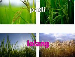 Jadi maukah tuan supaya kami pergi mencabut lalang itu? Peribahasa Flashcards Quizlet