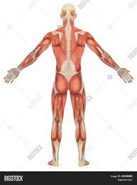 Here the extrinsic back muscles are classified into logical subgroups to facilitate knowledge. Male Muscular Anatomy Rear View Image Stock Photo 23109389