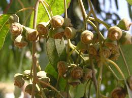 Image result for Eucalyptus camaldulensis