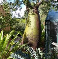 Image result for Sesamothamnus lugardii