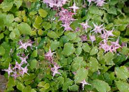 Image result for Vepris grandifolia