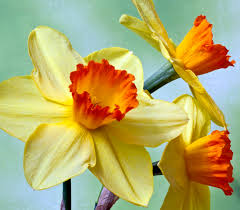 15 Varieties Of Daffodils To Grow In 2020 Daffodils Daffodil Flower Flowers Photography