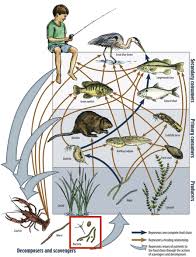 All living organisms in the world can be classified as either an autotroph or heterotroph. Food Web Wikipedia