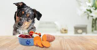 Is Sweet Potato Good For Dogs Not Really Here S Why Dogs Naturally