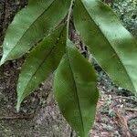 Image result for Lomariopsis guineensis