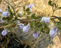 Image result for Decorsea