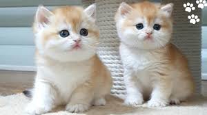 British shorthair silver tipped and golden tipped girls. Golden British Shorthair Cute And Adorable Cat Compilation Cutest Baby British Kittens Youtube