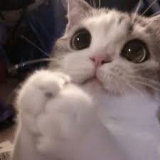 Discover these characteristics, and more. Cat Cute Aesthetic Cutecat Aestheticcat Icon Caticon Aesthetic Icon Wallpaper Catwallpaper Baby Cats Funny Cute Cats Pretty Cats