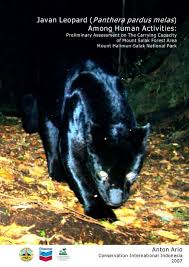 Buah kelapa dimakan tupai dan di sesetengah tempat buahnya dimakan ketam kelapa. The Javan Leopard Panthera Pardus Melas Among Wild Cat Org