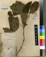 Image result for Rauvolfia mannii