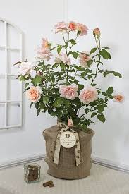 Flowers for losing a pet. 27 Pet Sympathy Ideas Pet Sympathy Sympathy Gifts Pet Sympathy Gifts