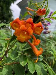 Image result for Tecoma stans