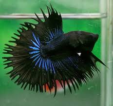 What defines a black orchid betta? All About Betta Fish Orchid Black Halfsun Betta Fish