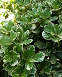 Variegated leaves, attractive berries, stunning fall color and showy red stems in winter make this wonderful shrub for all seasons! Variegated Mock Orange Pittosporum Tobira Variegata Bicolor Broadleaf Shrub To 5 X 5 Feet Or More Shrubs For Landscaping Plants Landscaping Plants