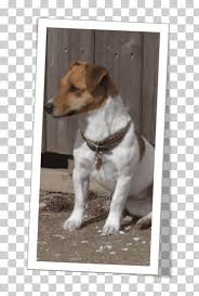 The plummer terrier is a pleasant companion when it is. Jack Russell Terrier Parson Russell Terrier Tenterfield Terrier Plummer Terrier Puppy Jack Russell Terrier Dog Like Mammal Dog Breed Companion Dog Png Klipartz