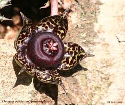 Image result for Duvalia polita