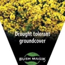 Image result for Acacia lasiopetala