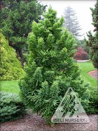 Image result for Taxodium