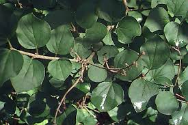 Image result for Syringa meyeri ´Palibin