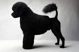 Portuguese water dog information including personality, history, grooming, pictures, videos, and the akc breed standard. 2013 Westminster S Best Of Breed Working Class Winner Matisse Westminster Dog Show Portugese Water Dogs Portuguese Water Dog