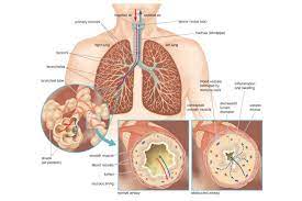 Respiration - Definition and Types