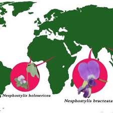 Image result for Sphenostylis briartii