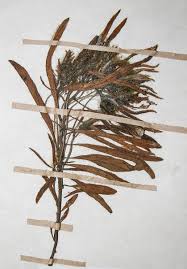 Image result for Ipomoea linosepala