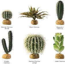 How does a cactus survive in the desert?. General Knowledge How Do Animals And Plants Survive In Deserts Plants Patio Plants Desert Ecosystem
